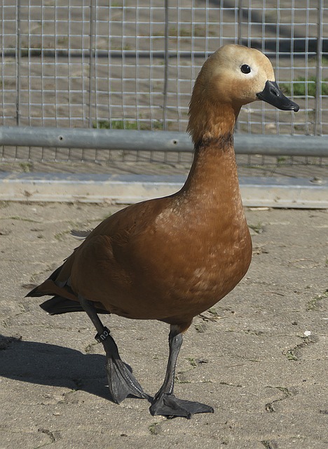 舞蹈